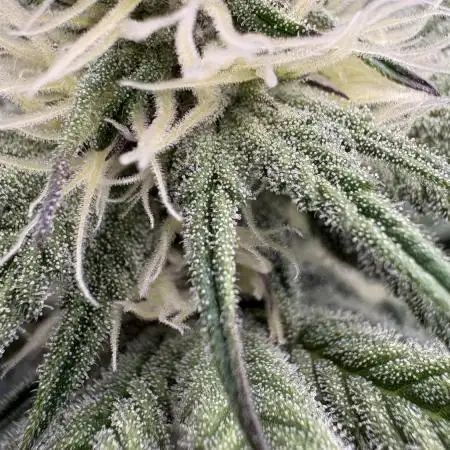 Dante's Inferno #8 Mile High Dave's Cut