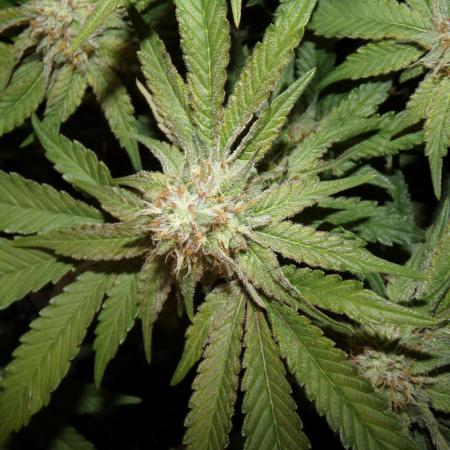 SweetSeeds - Monster Maker