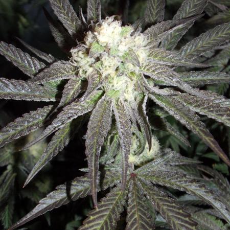 Marshmallow OG - Compound Genetics