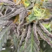 Marshmallow OG - Compound Genetics