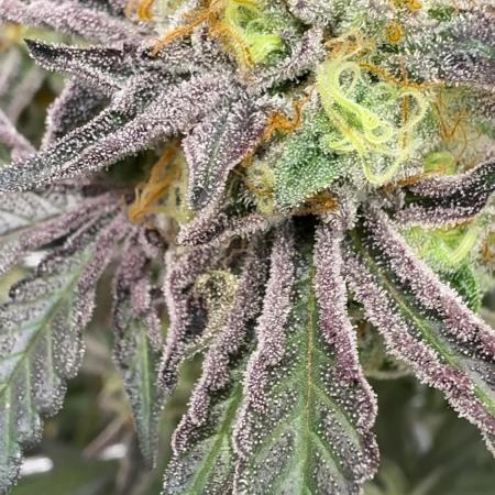 Marshmallow OG - Compound Genetics