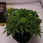 Permanent Jealousy XL Auto