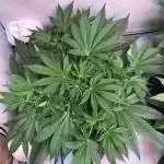 Girls Scouts Cookies #6