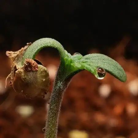 First run with Sweet Seeds – Permanent Jealousy XL Auto