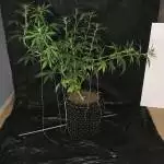 Gorilla Cookies Auto