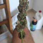 Juicewrld CriticalKush