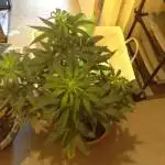 Bruce banner man