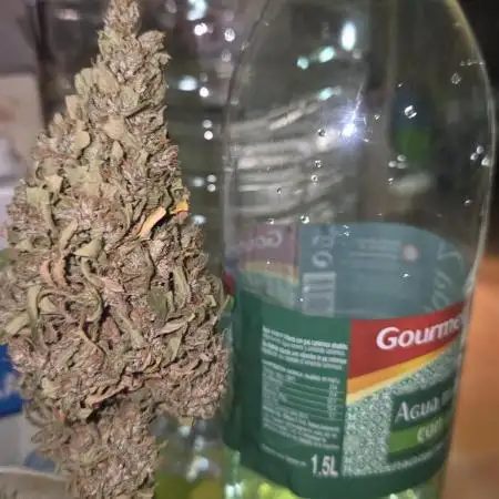 watermelon zkittlez BARNEYSFARM