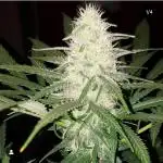 Royalqueenseeds