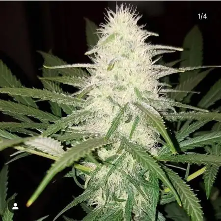 Royalqueenseeds