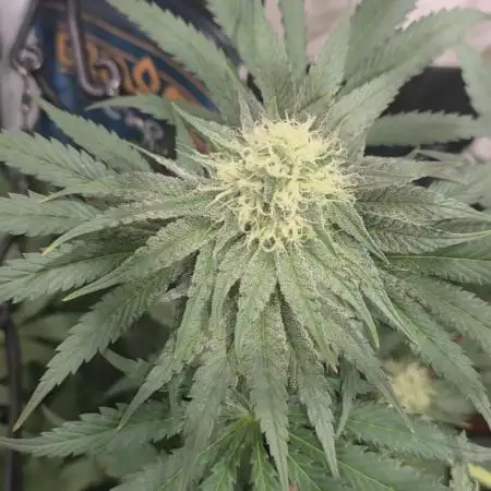 Probando las go fast de kannabia