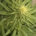 SUNSET SHERBET