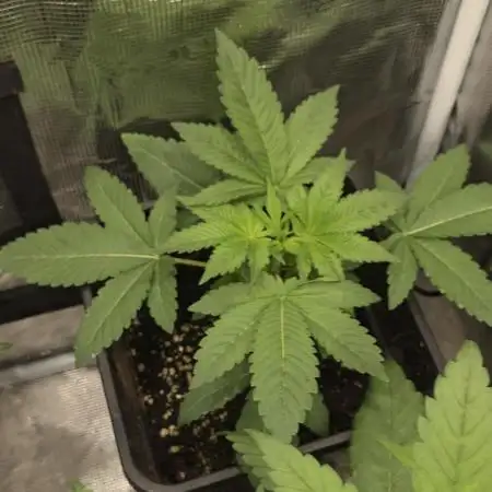 SUNSET SHERBET