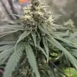 Volvimos😁🌱🌱