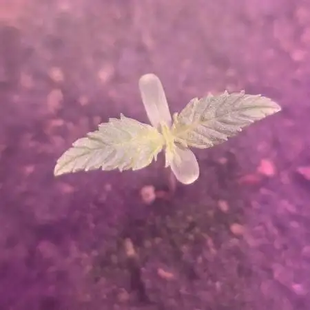 Bloomseedsre cream caramel