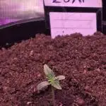 Fishy zapatillas auto