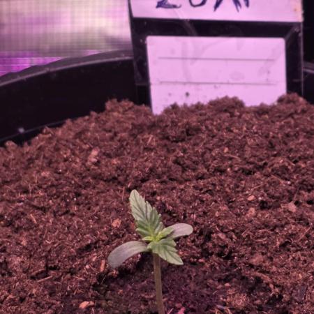 Fishy zapatillas auto