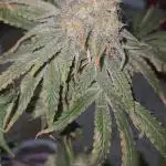 Probando las go fast de kannabia