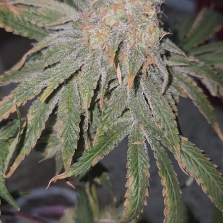 Probando las go fast de kannabia