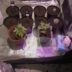 Bloomseeds cream caramel