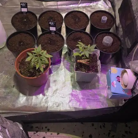 Bloomseeds cream caramel