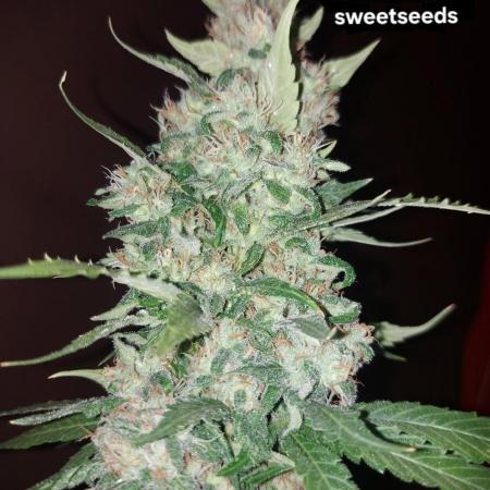 Sweet amnesia haze
