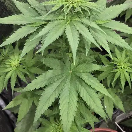 SUNSET SHERBET