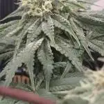 Probando las go fast de kannabia