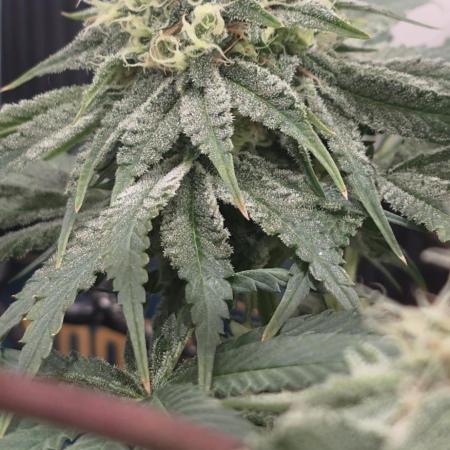 Probando las go fast de kannabia