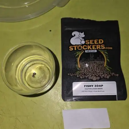 Fishy zapatillas auto