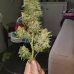 White widow 1st grow