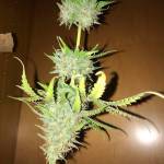 FastBud  Zkittlez