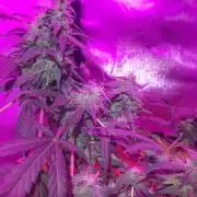 Pink Grapefruit auto 