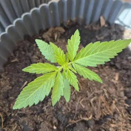 Red Tropicana Autoflower