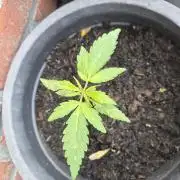 Gorilla Zkittlez Autoflower