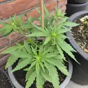 Gorilla Zkittlez Autoflower