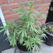 Gorilla Zkittlez Autoflower