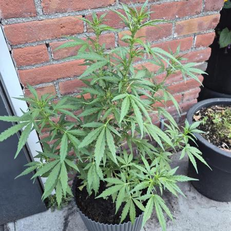 Gorilla Zkittlez Autoflower