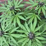 Red Tropicana Autoflower