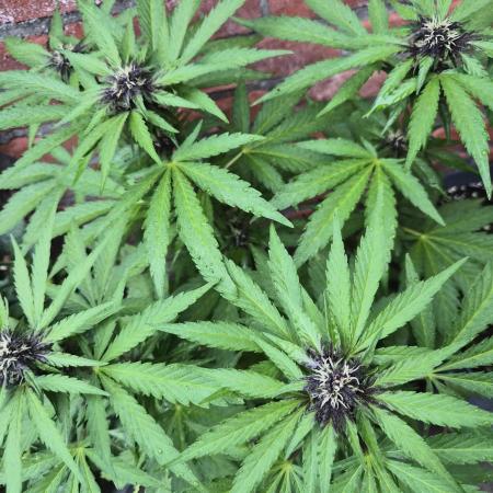 Red Tropicana Autoflower