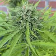 Kerosene Krash Autoflower