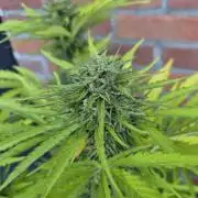 Kerosene Krash Autoflower