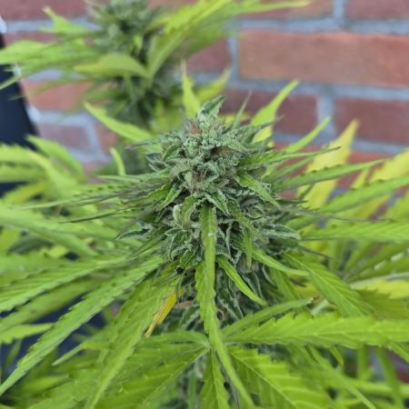 Kerosene Krash Autoflower