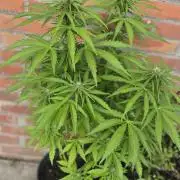 Kerosene Krash Autoflower