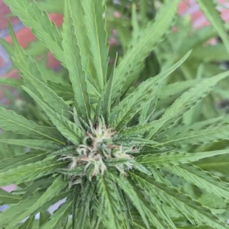 Kerosene Krash Autoflower