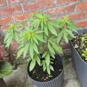 Red Tropicana Autoflower