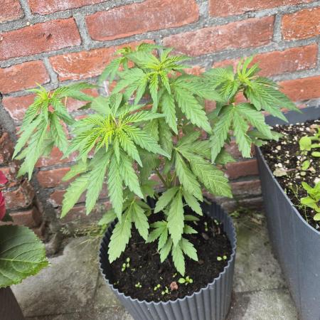 Red Tropicana Autoflower