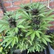 Red Tropicana Autoflower