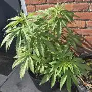 Kerosene Krash Autoflower