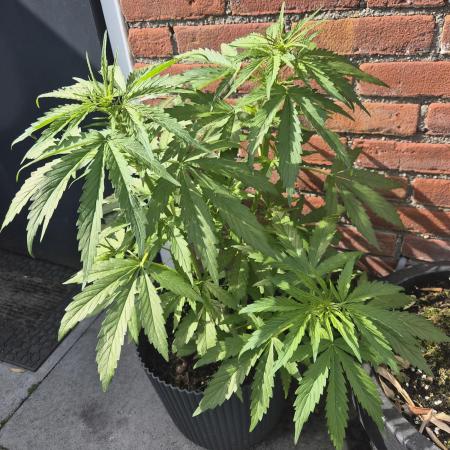 Kerosene Krash Autoflower